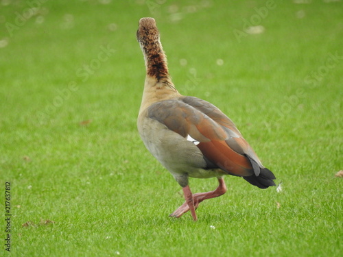 Egyptian goose