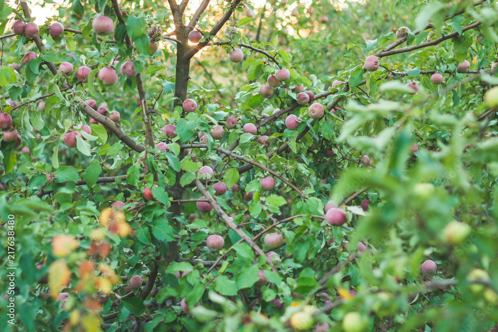 choice of apple. a woman's hand reaches for an apple choice of apple. a woman's hand reaches for an apple