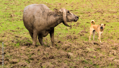 Amazing friendship between buffalo and dog.