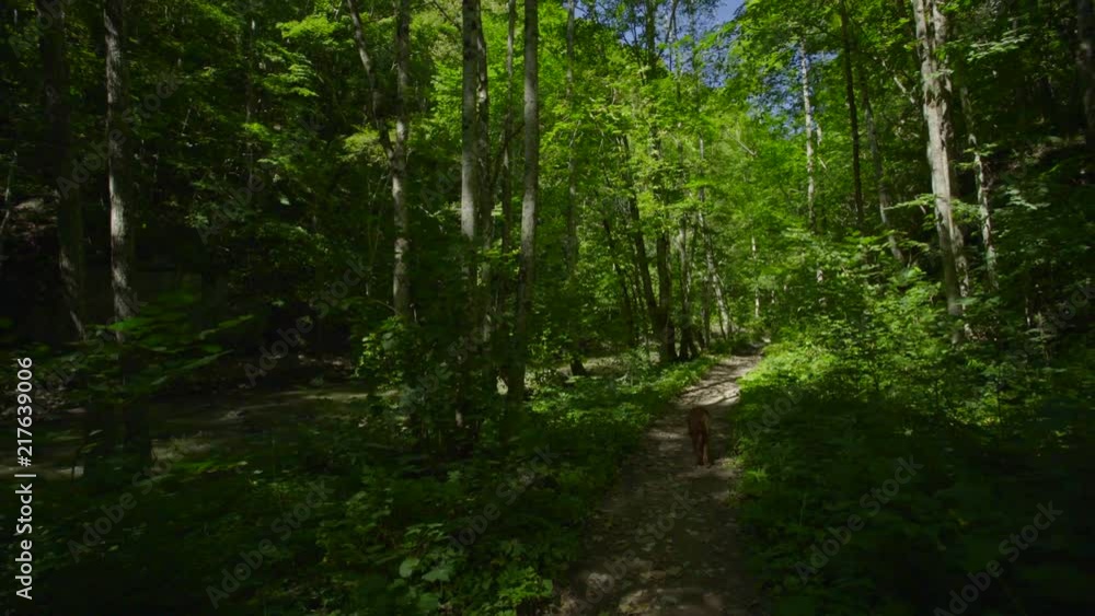 Dog hiking in the forest on the path Dog hiking in the forest on the path