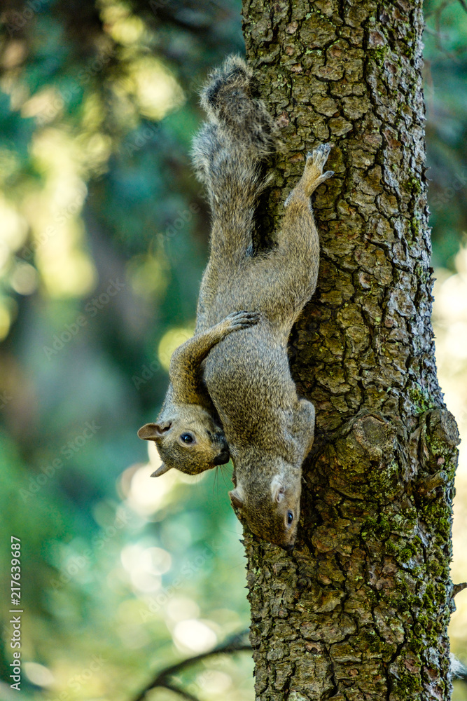 two squirrel holding each other top side down on the tree trunk two squirrel holding each other top side down on the tree trunk