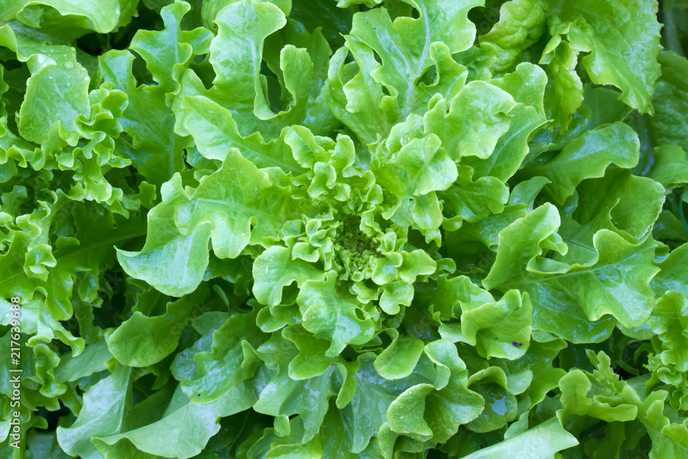 Lettuce Salad Lettuce Salad