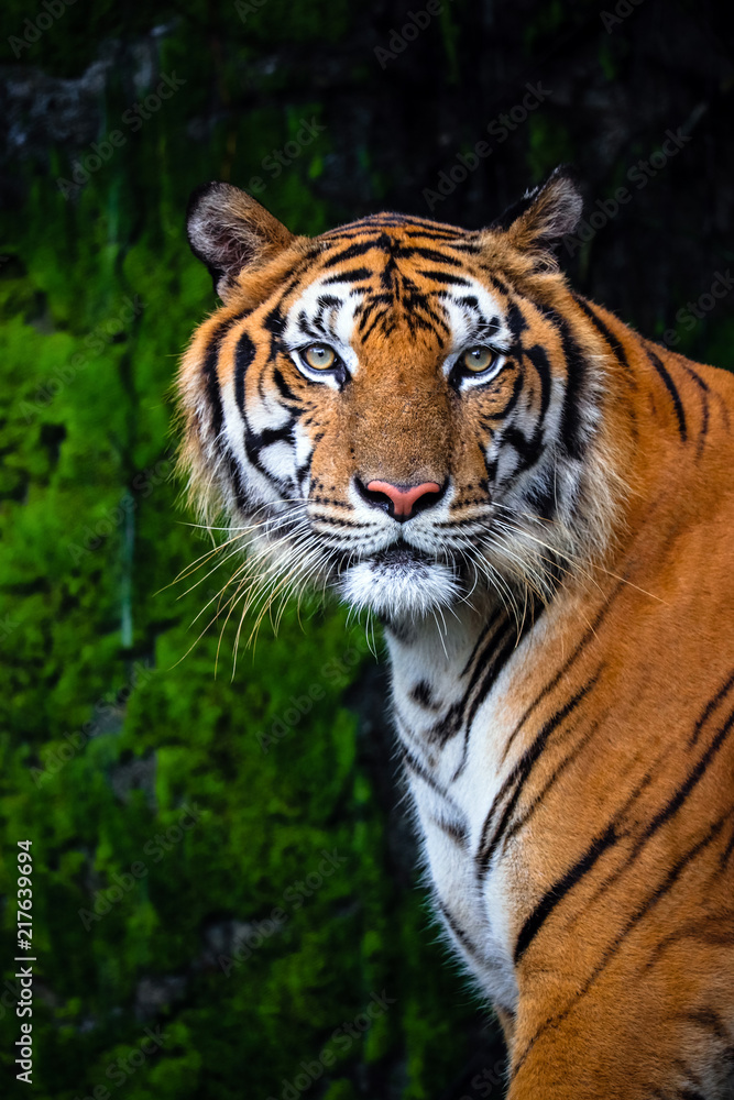 close up portrait of beautiful bengal tiger with lush green habitat background close up portrait of beautiful bengal tiger with lush green habitat background