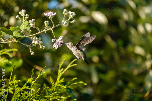 tiny hummingbird flying under the flowers picking up nectar under the sun
