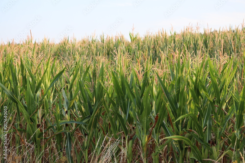 Futterpflanze, Energiepflanze Mais kurz vor der Ernte im August Futterpflanze, Energiepflanze Mais kurz vor der Ernte im August