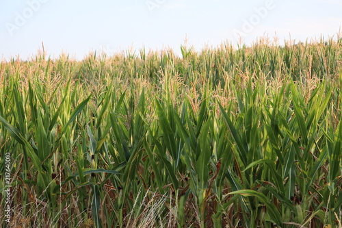 Futterpflanze, Energiepflanze Mais kurz vor der Ernte im August