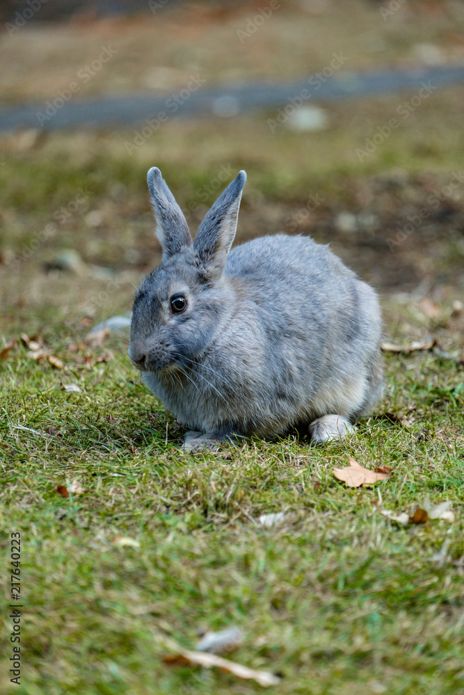 cute grey rabbit resting on the green grass ground look like a fur ball cute grey rabbit resting on the green grass ground look like a fur ball