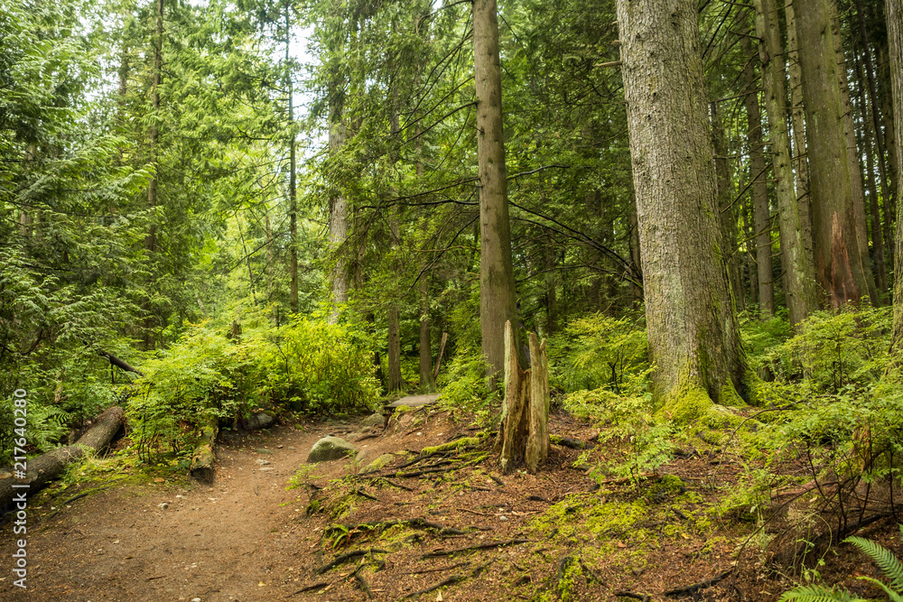 dirt trail in the middle of the lush forest dirt trail in the middle of the lush forest