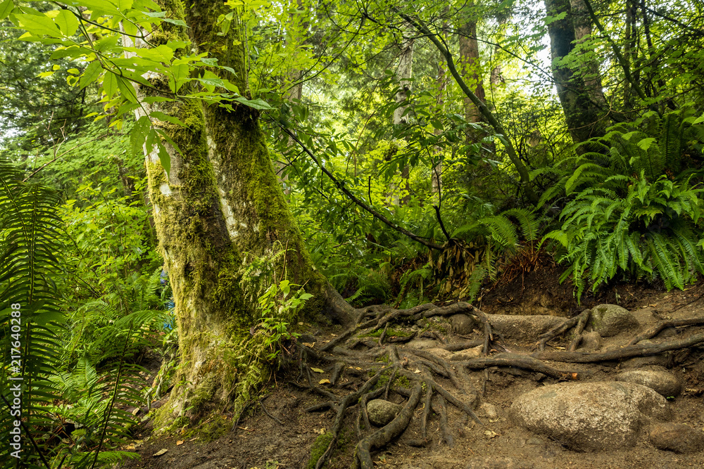 trail on the side of two trees covered in mosses with exposed roots in the forest
