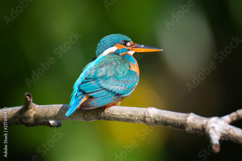 Blue Kingfisher bird © byrdyak