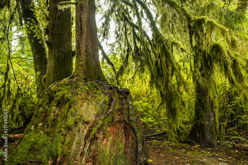 tree grow out of a giant rock covered in green mosses in the forest