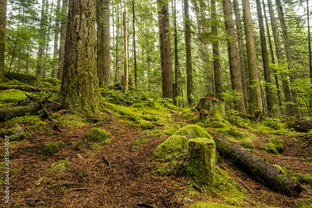 uphill ground covered with tree trunks and green mosses inside forest uphill ground covered with tree trunks and green mosses inside forest