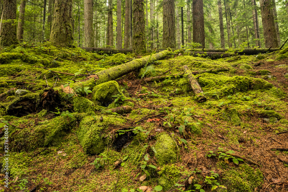 slope in the forest covered with green mosses slope in the forest covered with green mosses
