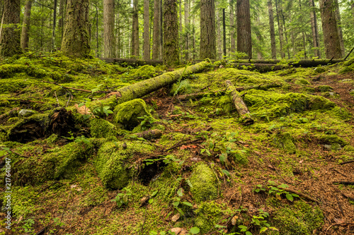 slope in the forest covered with green mosses