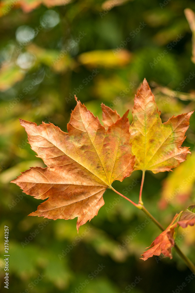 orange autumn leaves close up in the forest