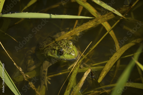  Iowa bullfrog (Lithobates catesbeianus) resting in Guthrie Center drainage ditch