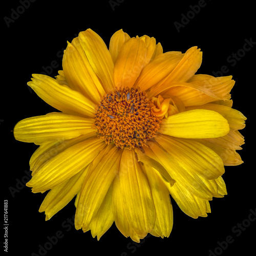 Fine art still life colorrful floral macro portrait of a single isolated yellow blooming wide open false/heliopsis sunflower blossom with detailed texture seen from the top photo