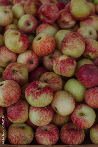 very full apple harvest
