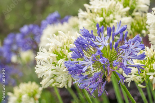 Striking Blue and White Agapanthus Flowers or 'Lily of the Nile' are very hardy plants and drought tolerant. blooming all over Sydney in summer.