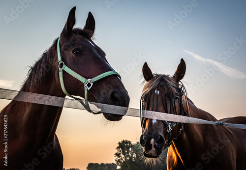 zwei Pferde auf der Koppel