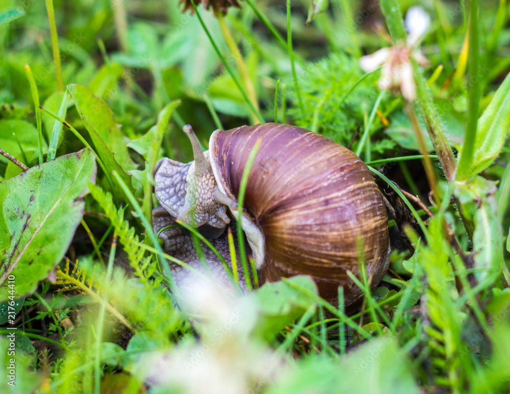 Big snail with green grass, close-up, cochlea and animal, natural Big snail with green grass, close-up, cochlea and animal, natural