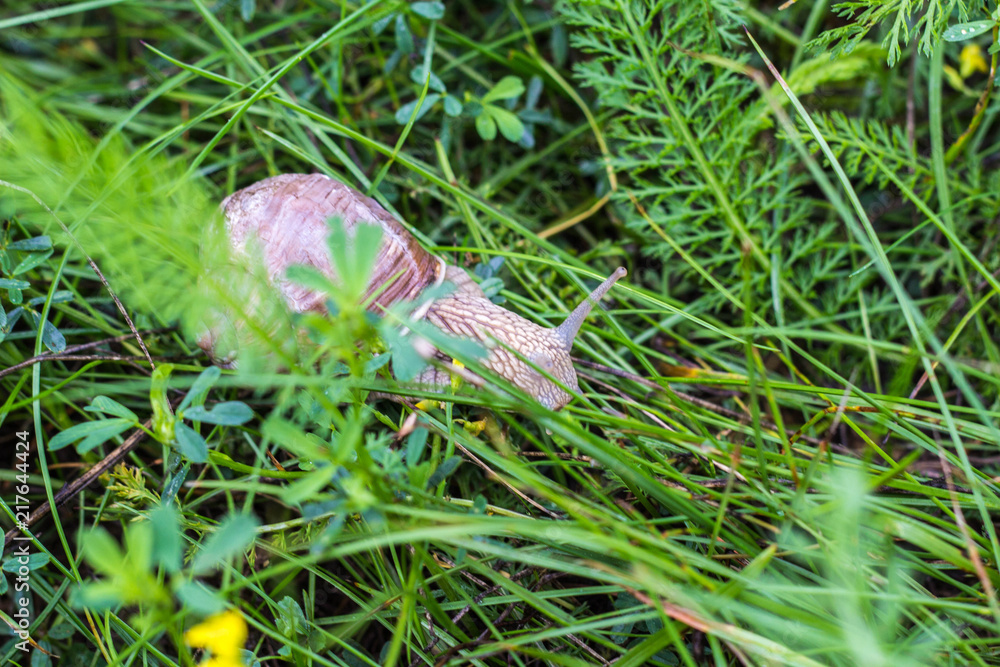 Big snail with green grass, close-up, cochlea and animal, natural Big snail with green grass, close-up, cochlea and animal, natural