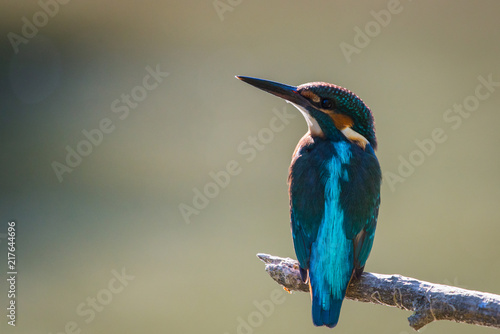 Common European Kingfisher or Alcedo atthis perched on a stick above the river and hunting for fish © rostovdriver