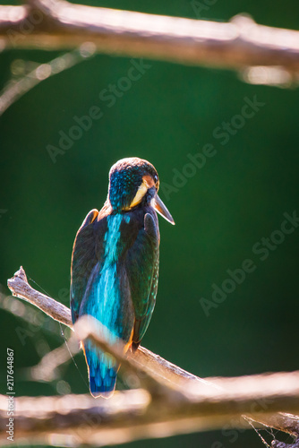 Common European Kingfisher or Alcedo atthis perched on a stick above the river and hunting for fish photo