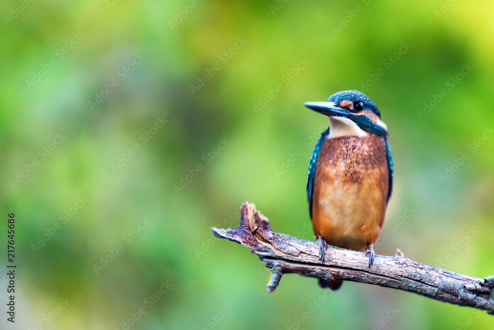 Kingfisher or Alcedo atthis perches on branch Kingfisher or Alcedo atthis perches on branch