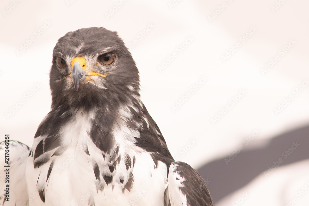 Naklejka premium Close up Falcon.