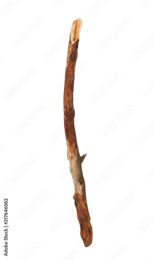 Obraz premium Broken tree branch isolated on white background