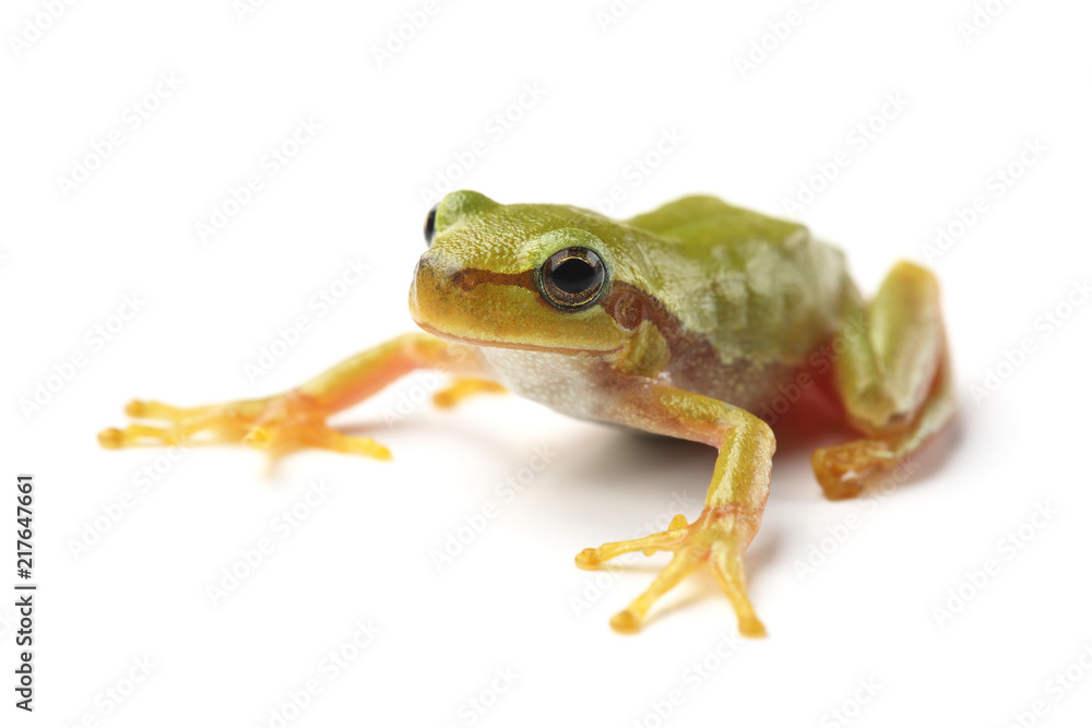 European tree frog (Hyla arborea) isolated on white European tree frog (Hyla arborea) isolated on white