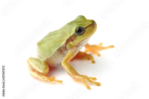 Small tree frog is looking up