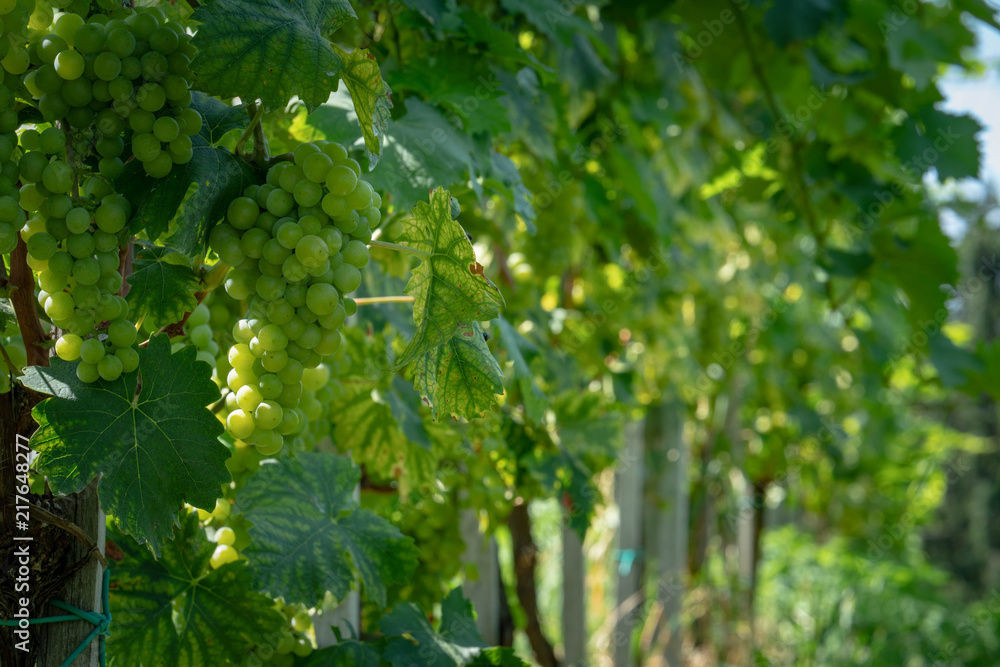 weinberg traube weiss weinberg traube weiss