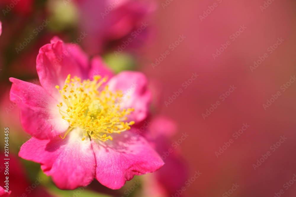 macro for pink rosebush