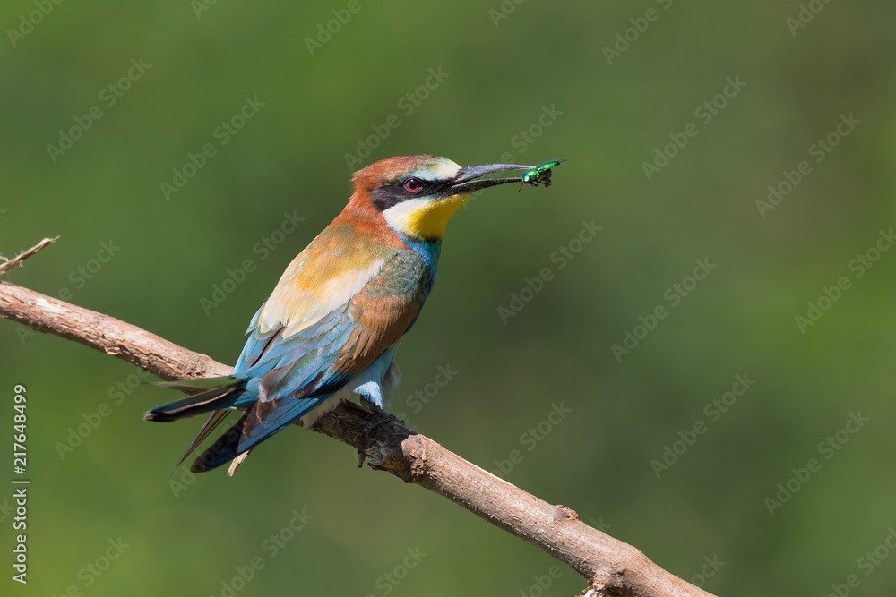 Gruccione con insetto nel becco (Merops apiaster) Gruccione con insetto nel becco (Merops apiaster)