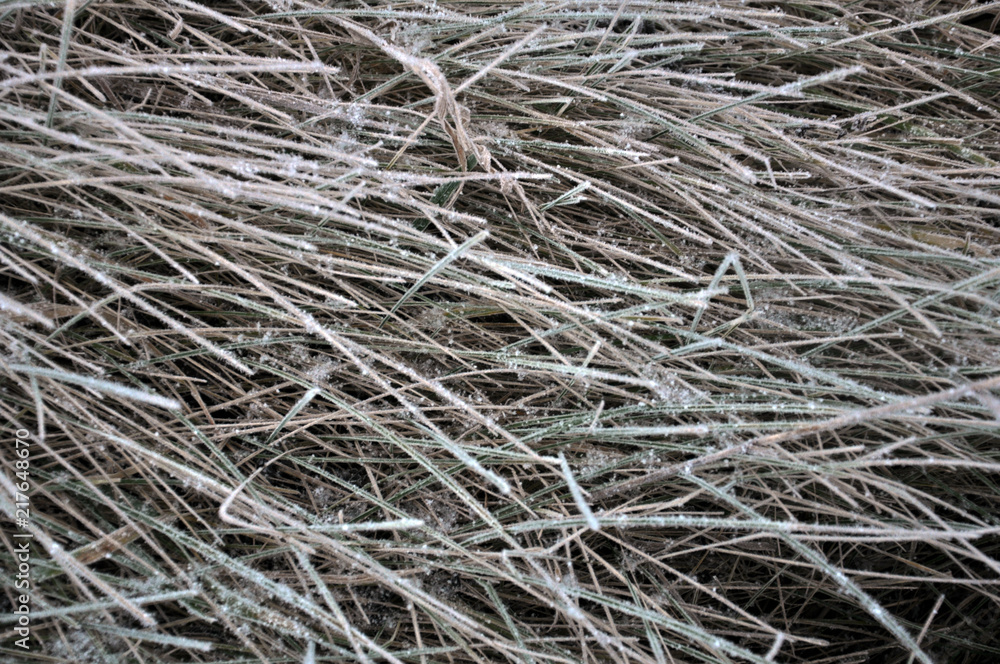 Background and texture with dry grass Background and texture with dry grass