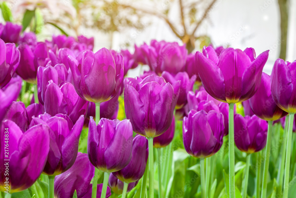 Group purple tulips. Spring landscape.selective focus. Group purple tulips. Spring landscape.selective focus.