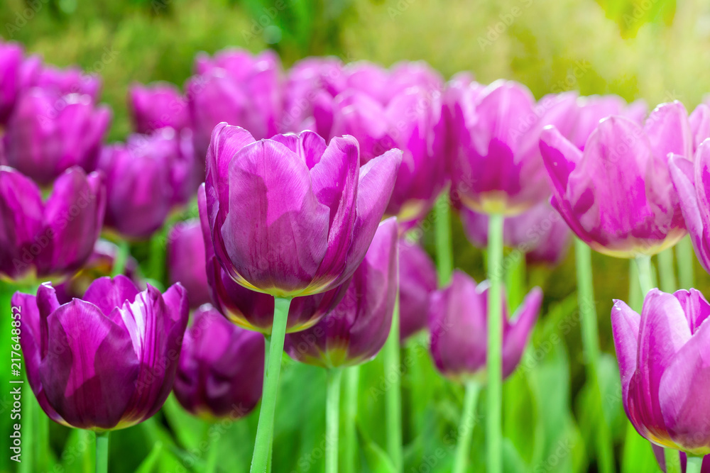 Group purple tulips. Spring landscape.selective focus.