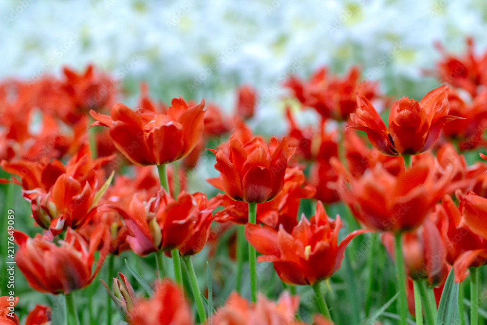 red tulips flowers blooming in a garden.selective focus.