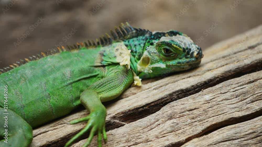 Lesser Antillean Green Iguana (Iguana delicatissima) on wood Lesser Antillean Green Iguana (Iguana delicatissima) on wood