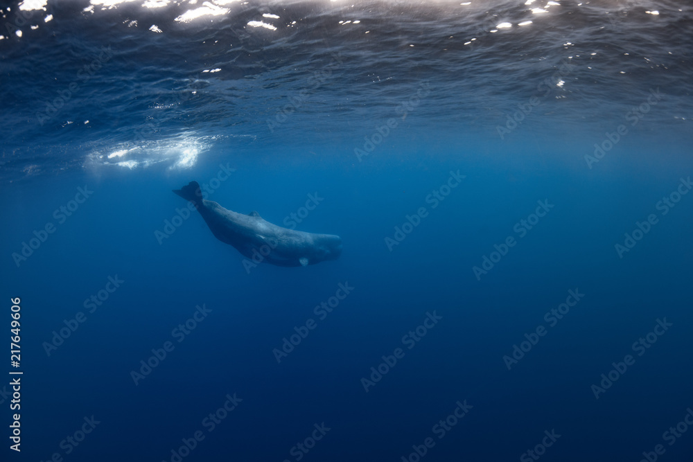 Fototapeta premium Sperm Whale underwater