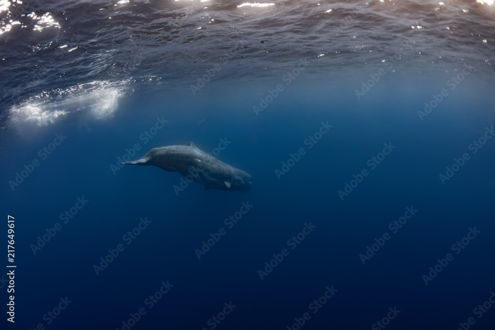 Naklejka premium Sperm Whale underwater