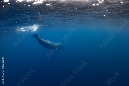 Sperm Whale underwater © willyam
