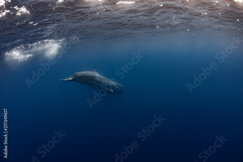 Sperm Whale underwater © willyam