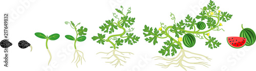 Life cycle of watermelon plant. Stages of watermelon growth from seed and sprout to harvest