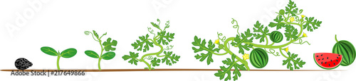 Life cycle of watermelon plant. Stages of watermelon growth from seed and sprout to harvest