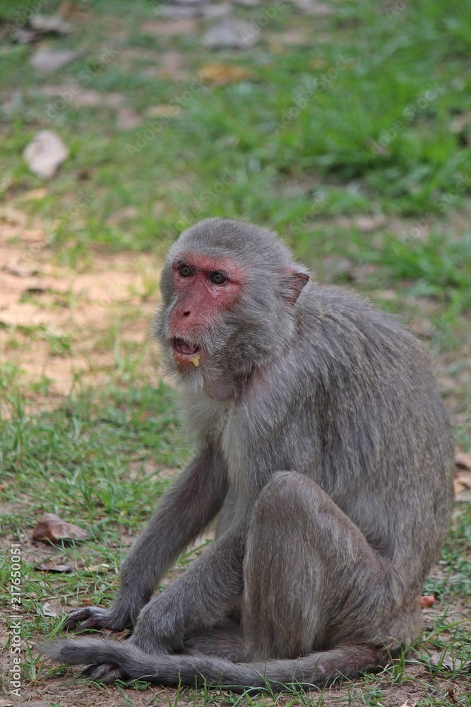 Animal,  a monkey sits on ground,  waits the food from people who see it,  it lives in KUM PHA WA PI park,  at UDONTHANI province THAILAND.