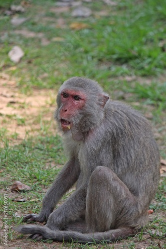 Animal   a monkey sits on ground   waits the food from people who see it   it lives in KUM PHA WA PI park   at UDONTHANI province THAILAND.