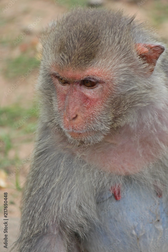 Animal,  a monkey sits on ground,  waits the food from people who see it,  it lives in KUM PHA WA PI park,  at UDONTHANI province THAILAND.